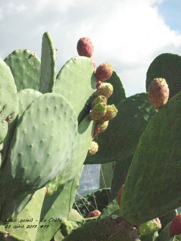 cactus lundi soleil en crète 23 avril 17